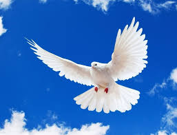 Dove for peace and love