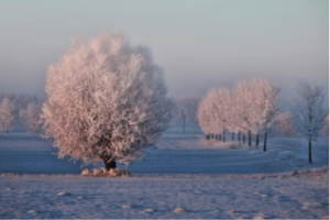 FrostyTrees