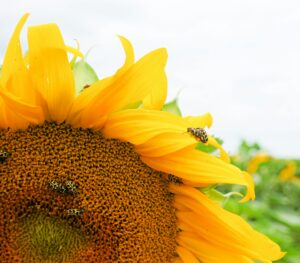 Busy bees on a sunflower