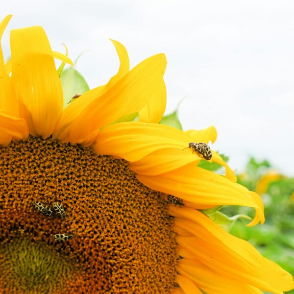 Busy bees on a sunflower